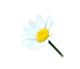 image: oval-shaped bubble with a daisy in it
